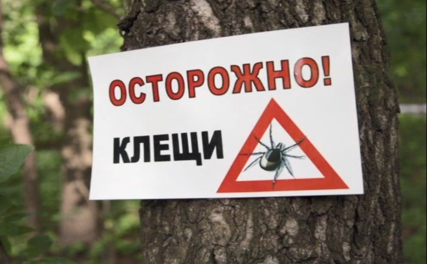 КАК ЗАЩИТИТЬСЯ ОТ КЛЕЩЕЙ?